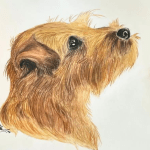 Watercolor pencil drawing of a norfolk terrier head