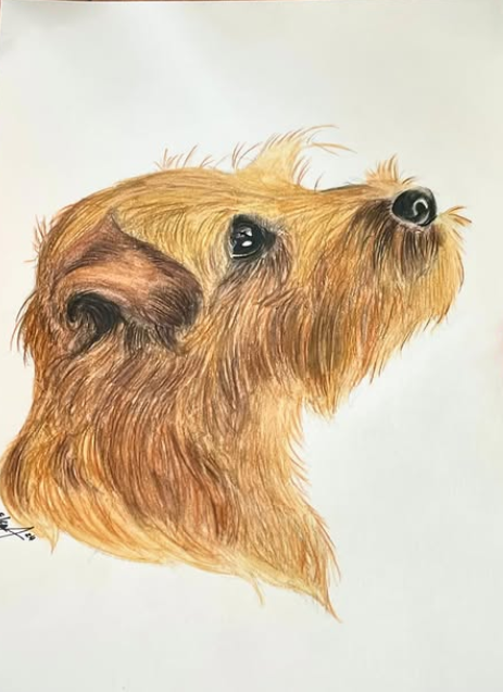 Watercolor pencil drawing of a norfolk terrier head